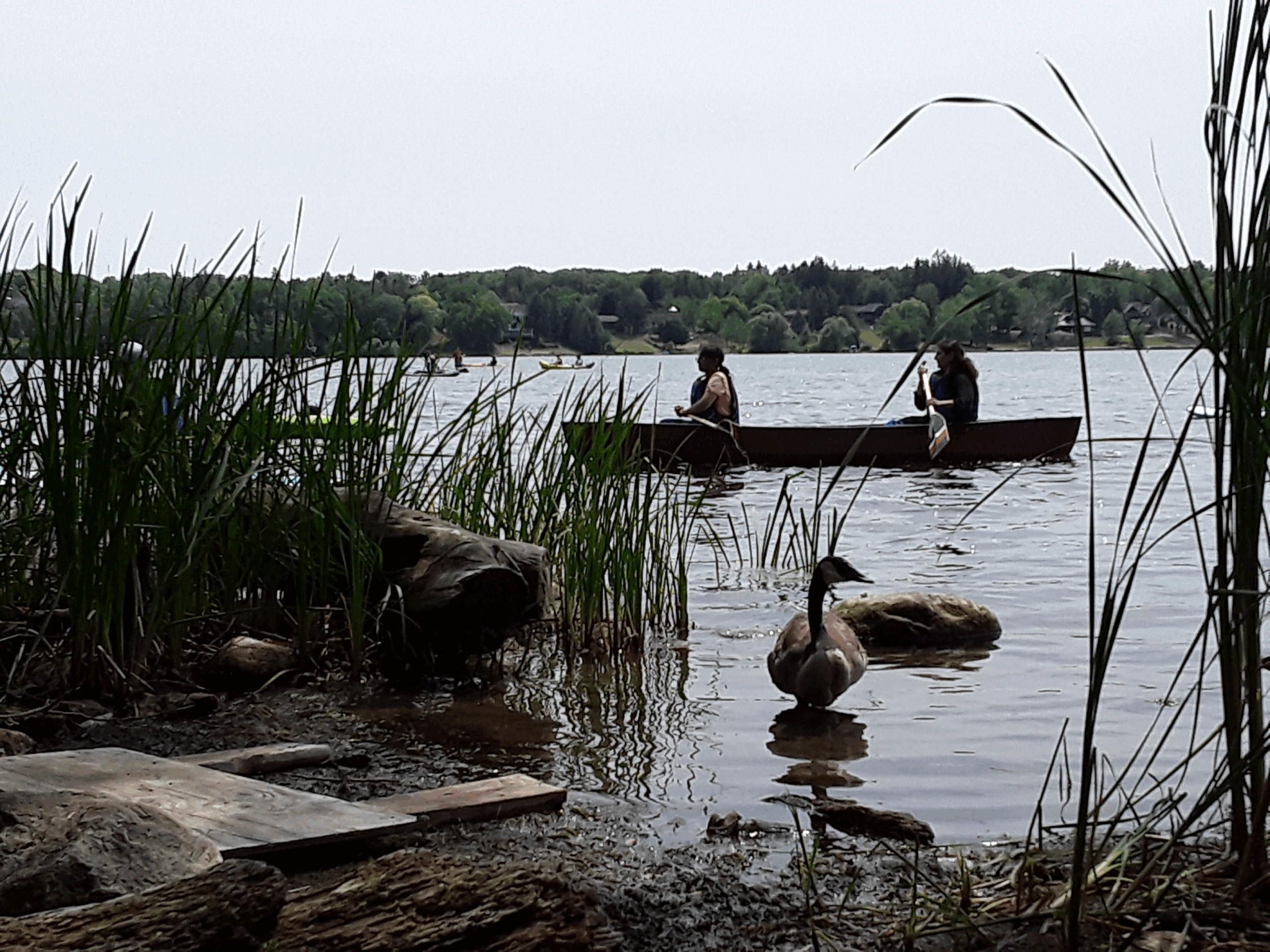 Ground level view of Lake Wilcox with geese and a canoe in view